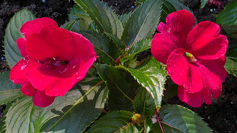 Two red impatiens wallerina blooming side by slide.