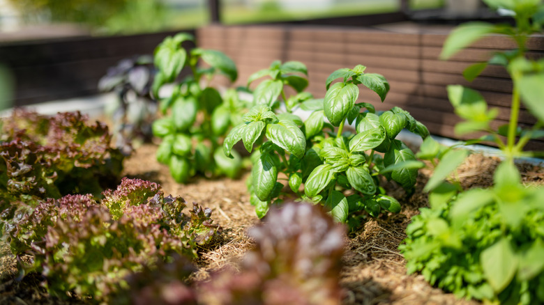 Basil plants grow in a vegetable garden between other crops.