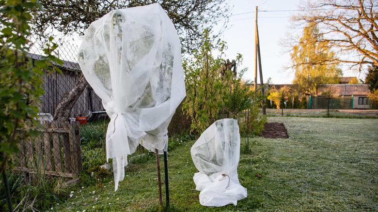 trees covered in white plastic for winter