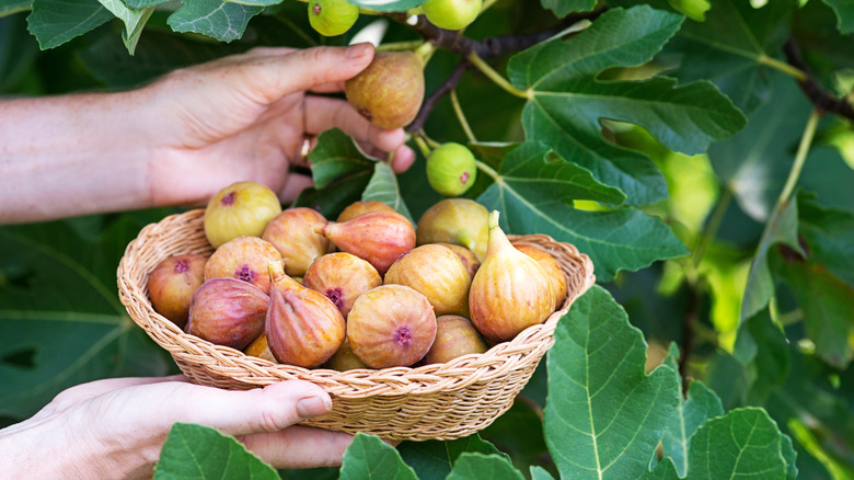 person picking up figs from a fig tree