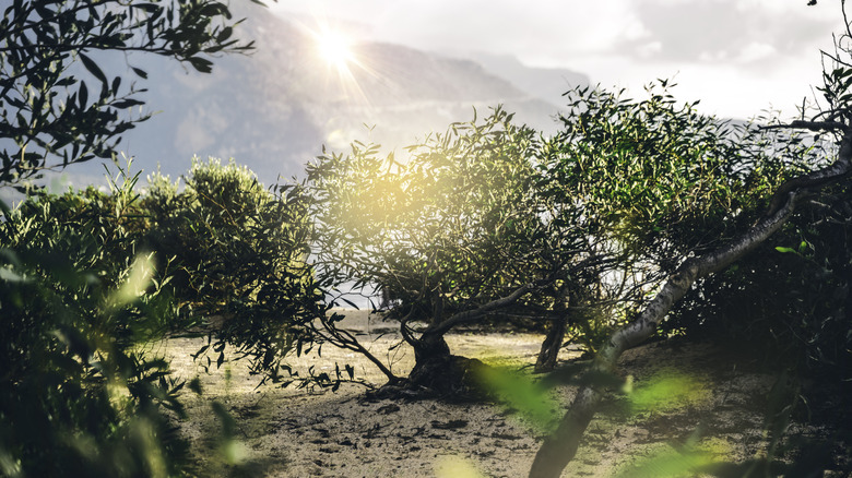 scenic view of trees and mountains in the Mediterranean