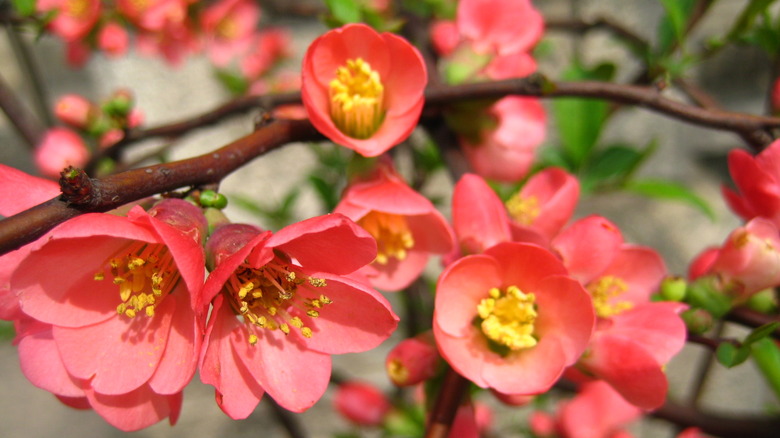 Close up of flowering quince chaenomeles speciosa with red blooms