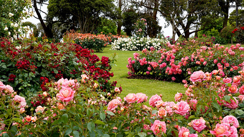 Beautiful rose garden full of blooming roses in red pink and white