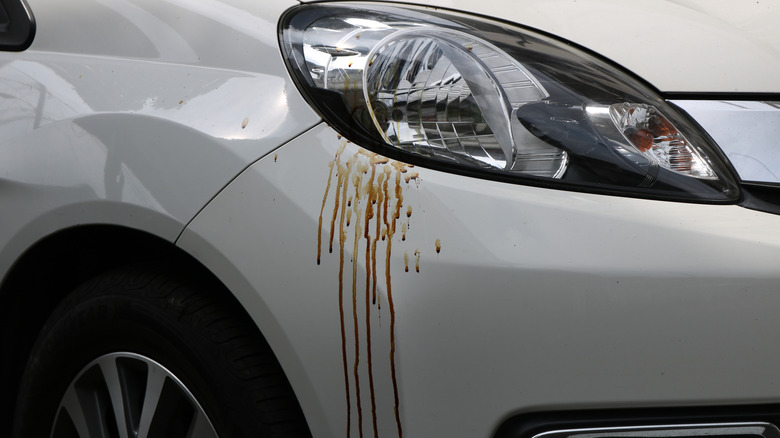 A car with runny tree sap stains below a headlight