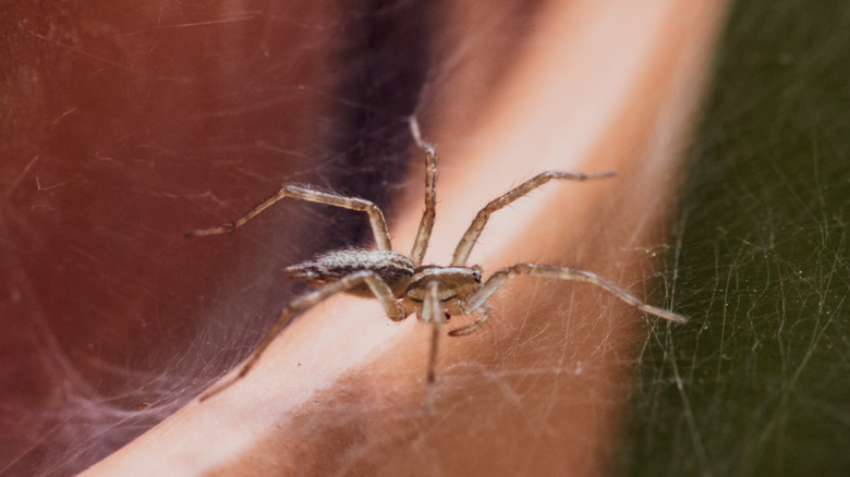 spider on indoor plant pot