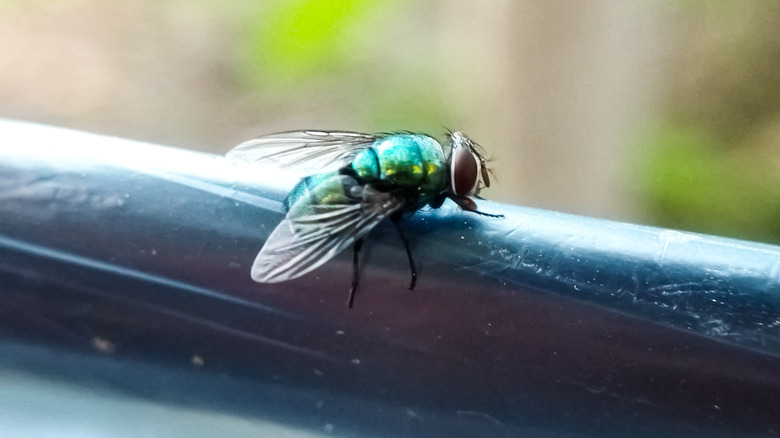 A common house fly sits on a cylindrical surface outside a window.