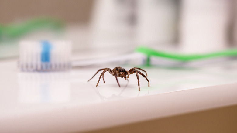 spider on bathroom counter