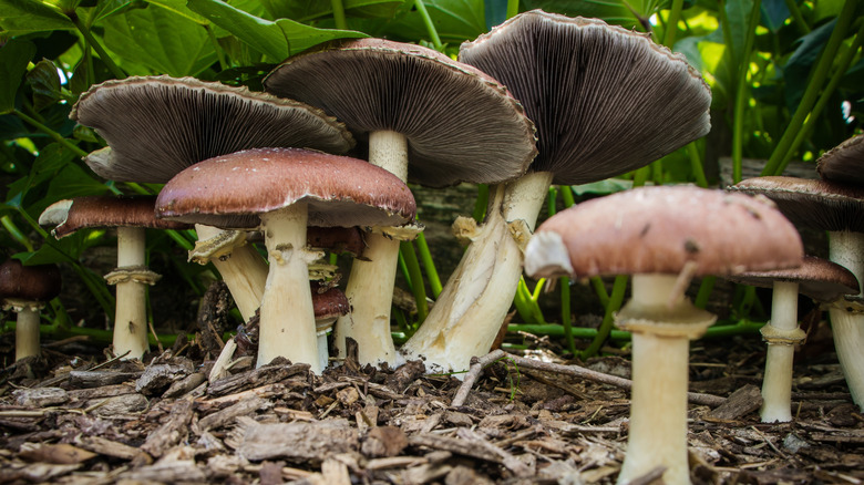 A cluster of brown-capped mushrooms growing out of bark mulch in a garden.