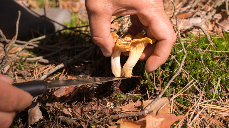 A person cuts the stems of mushrooms growing the ground while holding the caps in their other hand.