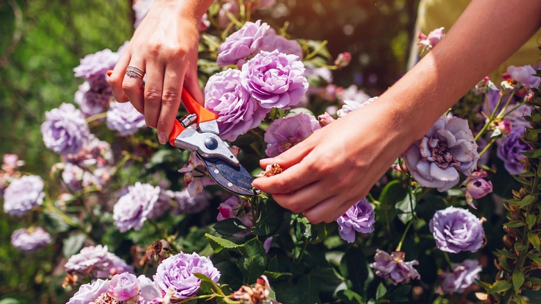 Woman deadheading spent purple flowers