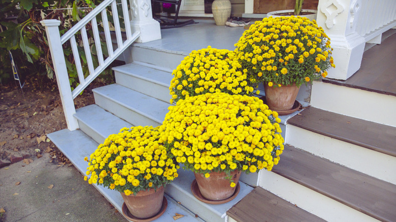 Yellow potted mums sitting on porch steps