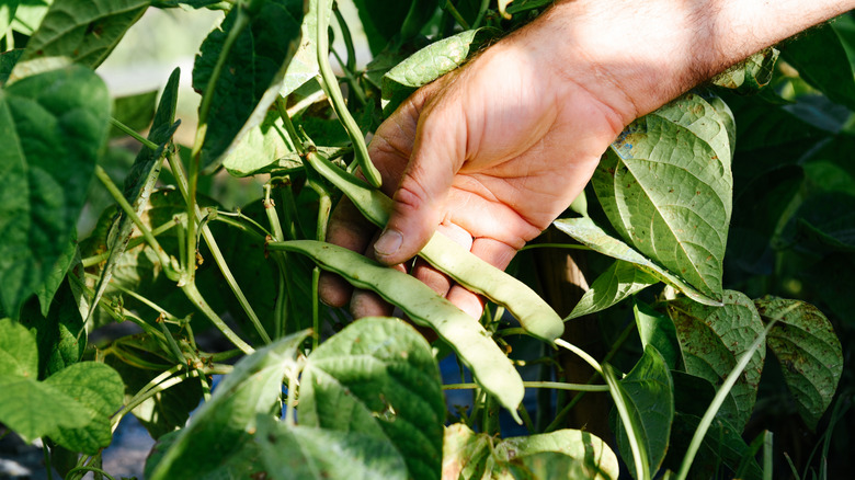 A gardener picks green bean pods from plants in the garden.