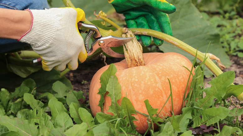 A gardener harvest a pumpkin from the vine.