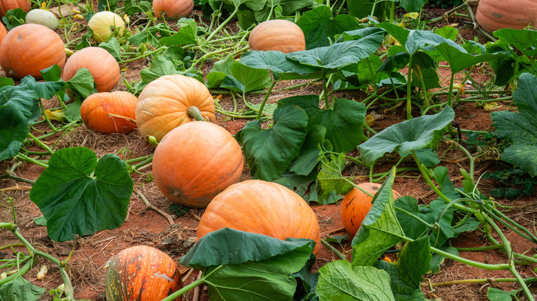 Orange pumpkins and leaves growing on their vines on the ground.