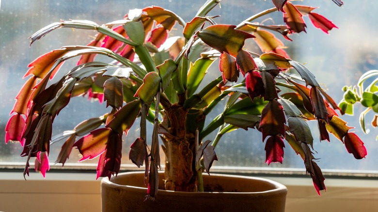 Christmas cactus with purple color leaves