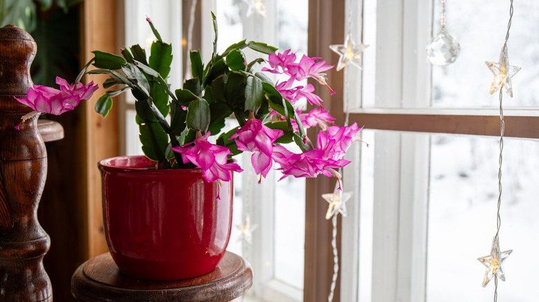 Christmas cactus close up