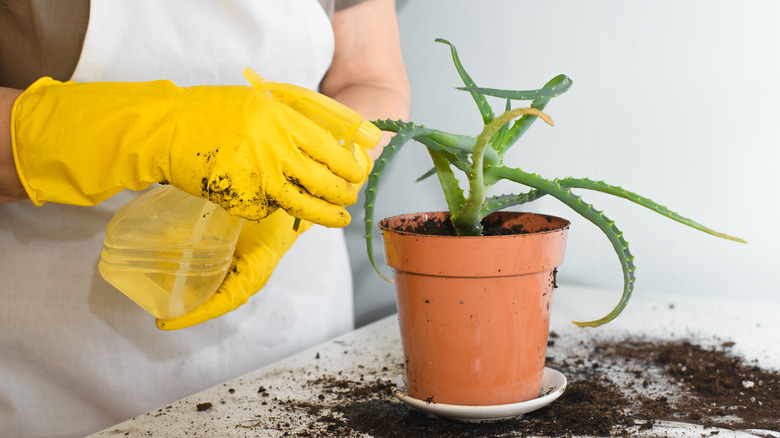 A person wearing yellow gloves, using a spray bottle to spray an aloe vera plant after repotting it