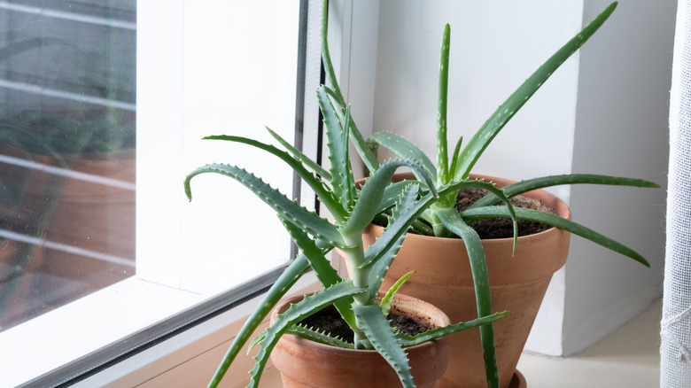 The Clear Signs Your Aloe Vera Plant Has A Pest Issue (& How To Save It Fast)