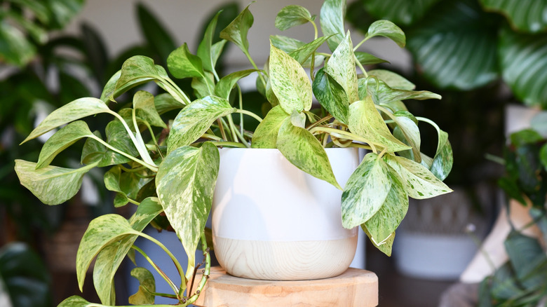 vine plant sitting on stand