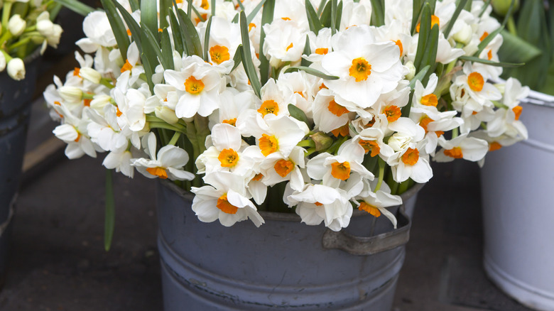 A large metal bucket of water filled with freshly picked white and butter daffodils.
