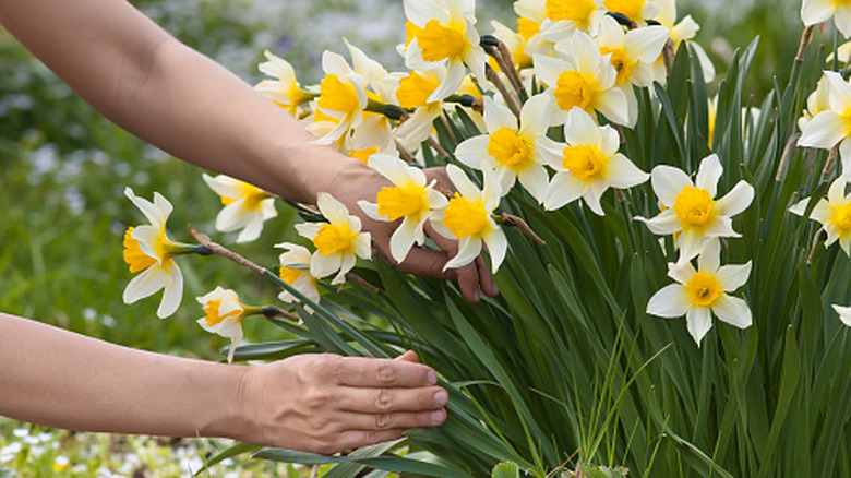 A person harvests daffodil flowers from their garden.