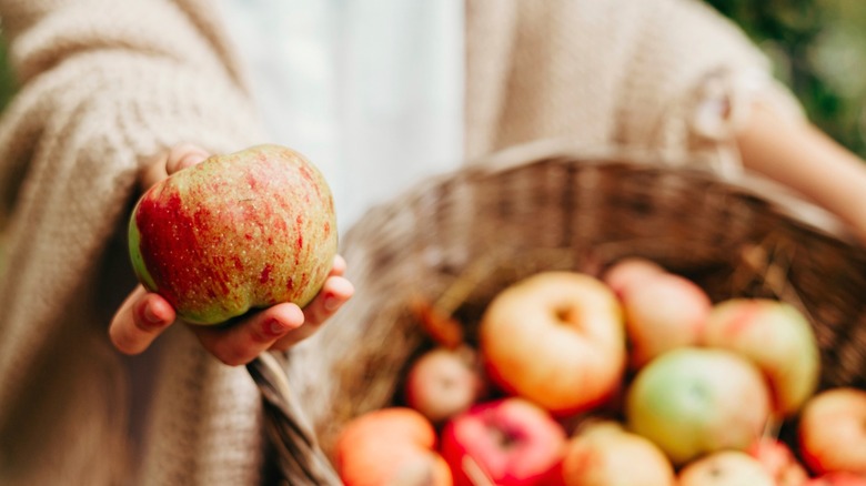 Person holding basket of apples in garden