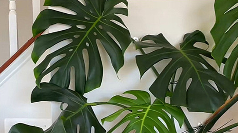 A monstera plant supported by Command hooks
