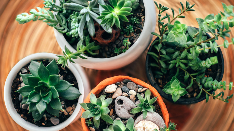 A series of potted succulents on a round wooden tray