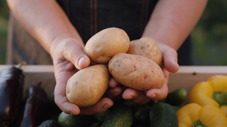 person holding potatoes