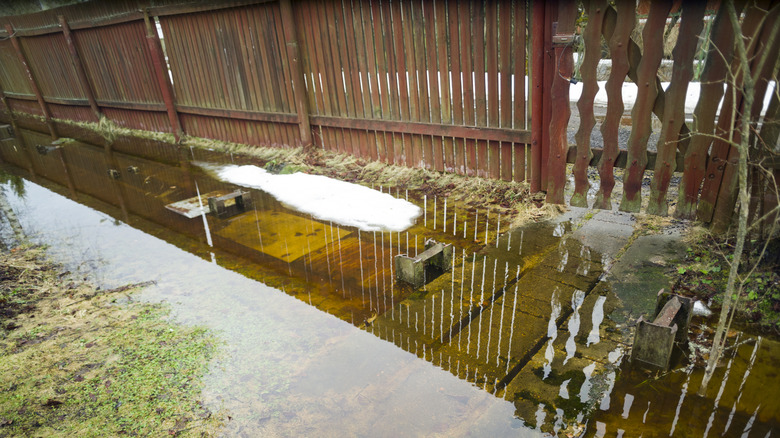 A waterlogged yard with a patch of snow and a leafless sapling nearby a brown wooden fence and gate.
