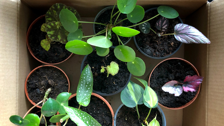 A variety of plant cuttings potted in small plastic pots, in a cardboard box, seen from above.
