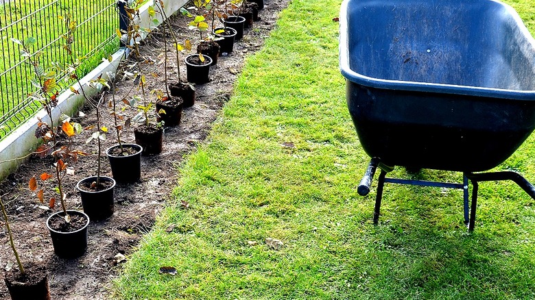 Do's and don'ts of landscaping edging