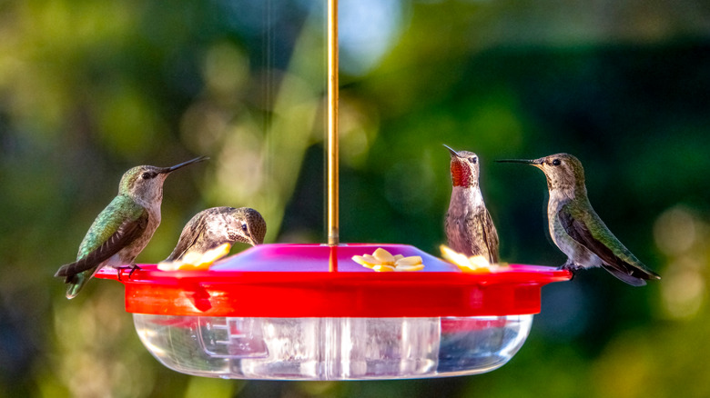 hummingbird feeder