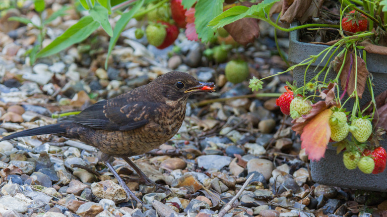 A bird eating strawberries from a garden
