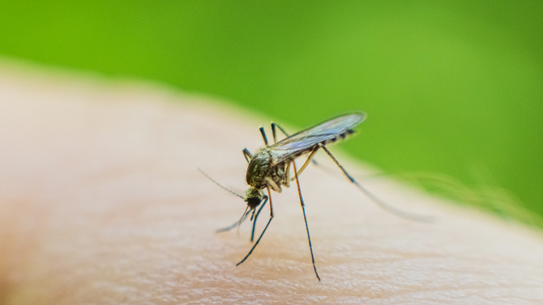 Mosquito on someone's hand