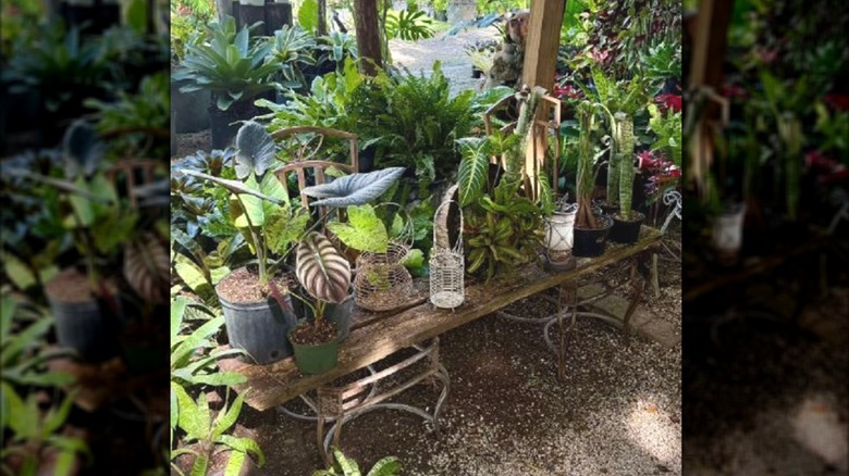 DIY plant stand made out of old chairs and scrap wood