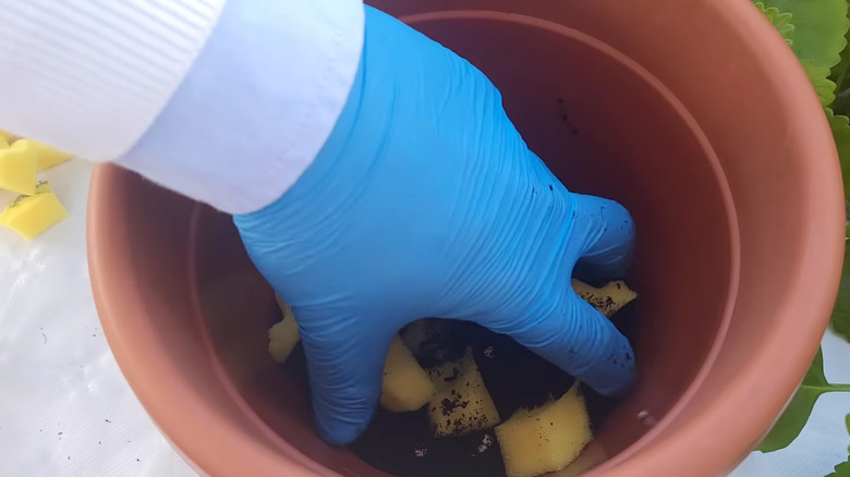 Hand mixing pieces of sponge with soil in a plant pot