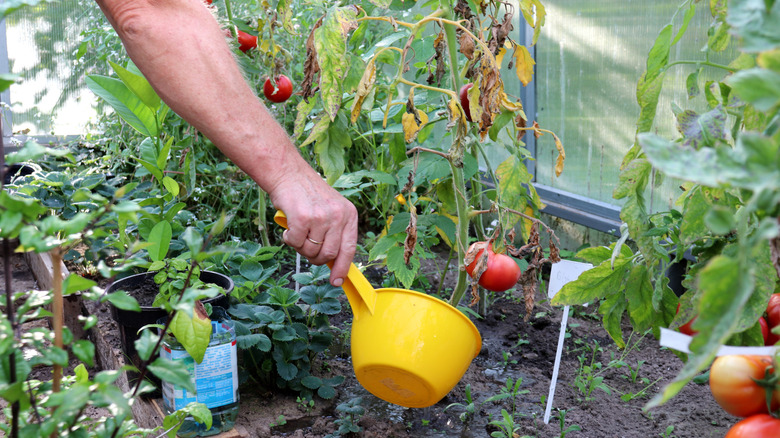 A person watering withered tomato plants with a yellow scoop