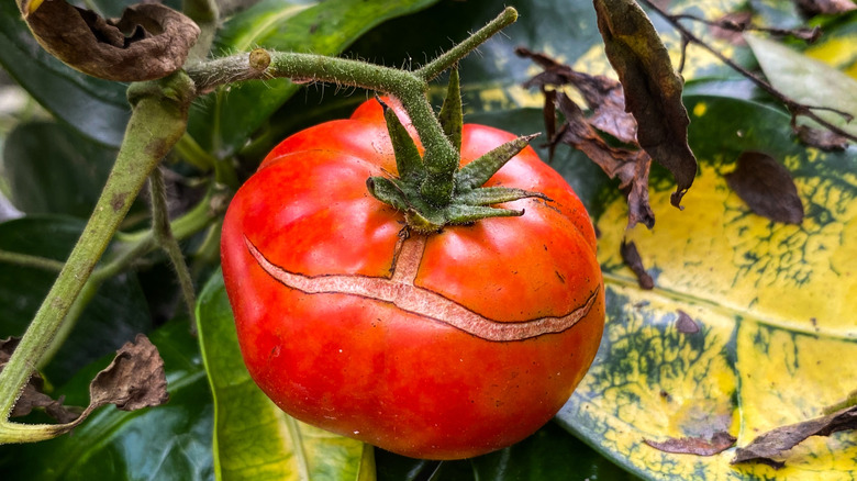 A split tomato on a plant with yellow and brown leaves