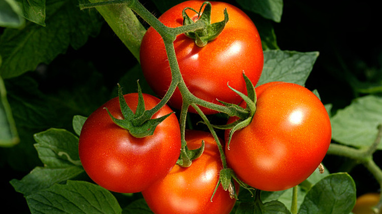 Four tomatoes in a bunch attached to a plant, bright red and ripe
