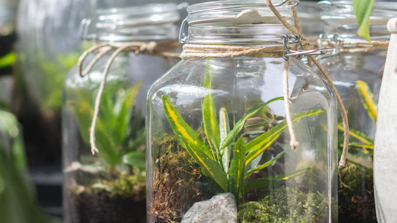 Two glass jar terrariums with houseplants inside