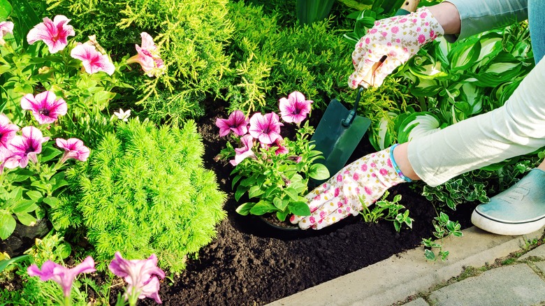 person planting flowers