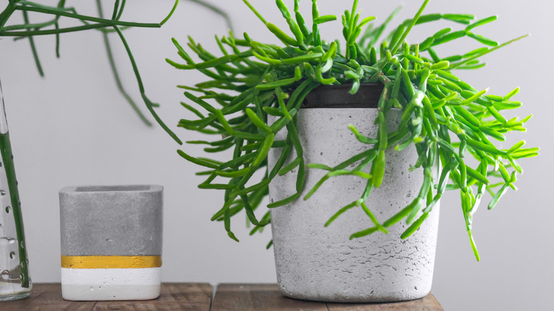 A cement style planter on a counter