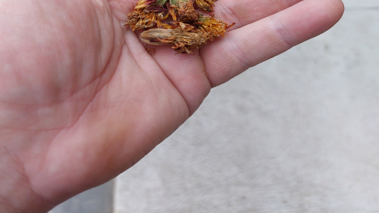 Person holding deadheaded marigold flowers