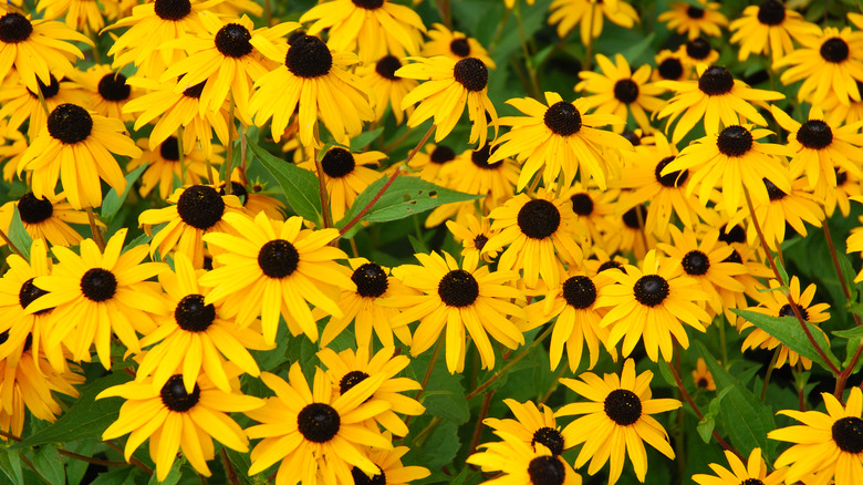 black eyed susans