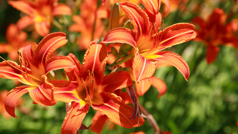 Tiger lilies growing in garden