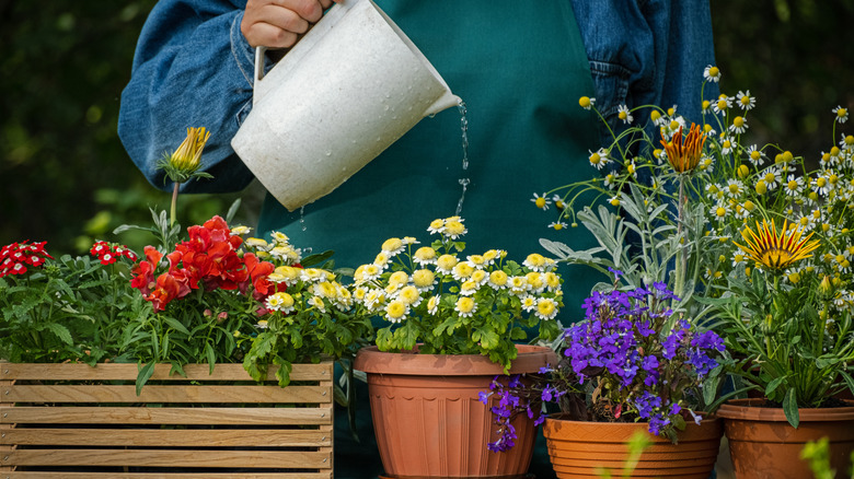Person watering flowering plants in pots