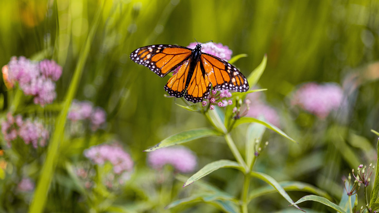 Monarch butterfly perched on a flower in a garden.