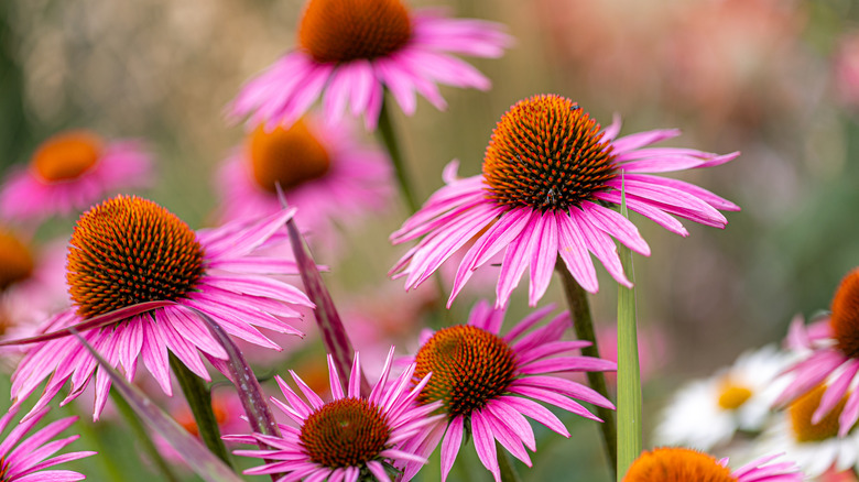 Close-up view of a group of purple coneflowers.