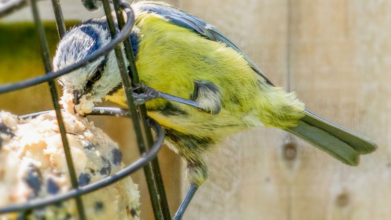 bird eating suet from feeder